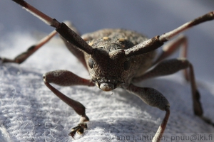 Acanthocinus aedilis var moilanensis - Sarvijaakko
