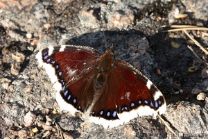 Nymphalis antiopa - Suruvaippa