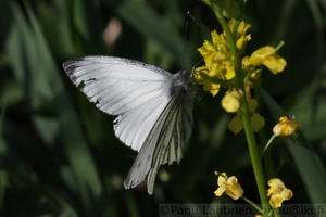 Pieris napi - Lanttuperhonen 1