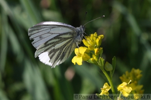Pieris napi - Lanttuperhonen 2