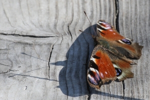 Nymphalis io - Neitoperhonen 1