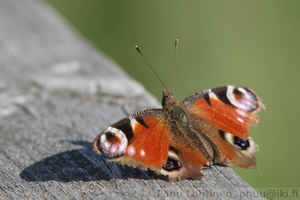 Nymphalis io - Neitoperhonen 2