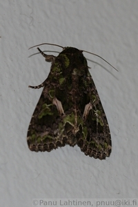 Trachea atriplicis - Maltsayokkonen