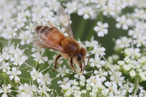 Apis mellifera - Kesymehilainen 1