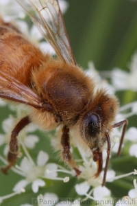 Apis mellifera - Kesymehilainen 2