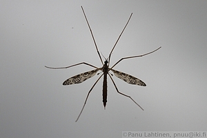 Vaaksiainen