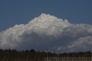 Cumulus congestus