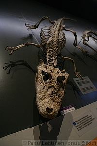 Alligaattori