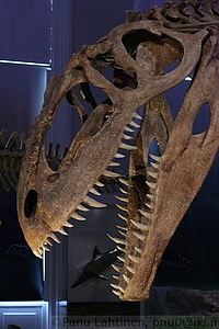 Giganotosaurus carolinii