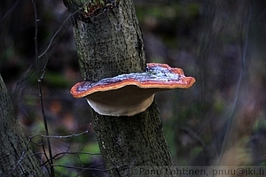 Taikakaapa