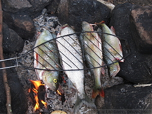 Halsterikaloja