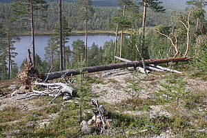 Tuulituhoja - Ivalo Vuostuma 04