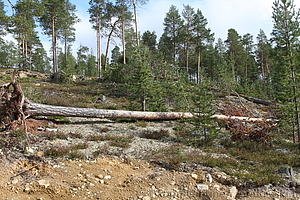 Tuulituhoja - Ivalo Vuostuma 05