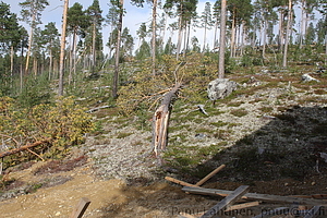 Tuulituhoja - Ivalo Vuostuma 06