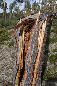 Tuulituhoja - Ivalo Vuostuma 08