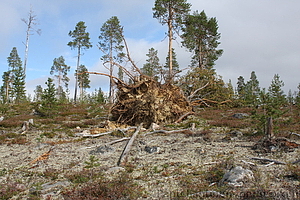 Tuulituhoja - Ivalo Vuostuma 09