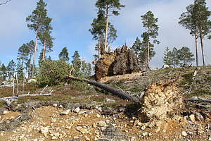 Tuulituhoja - Ivalo Vuostuma 10
