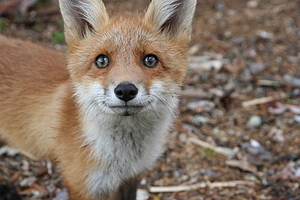 Miina Vulpes vulpes