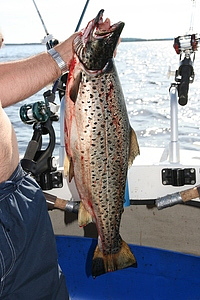 Taimen 3,58 kg, 63 cm
