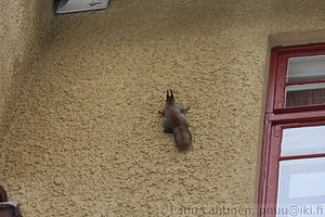 Orava seinalla
