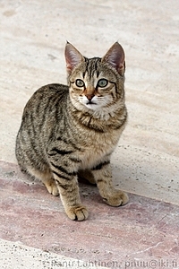Antalyan kissa 6