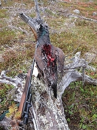 Metso - Just a flesh wound