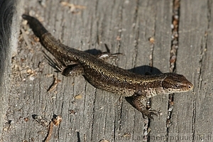 Zootoca vivipara - Sisilisko