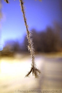 Kuurainen oksa 1